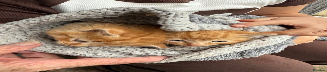 Mixed Breed Kitten 5
