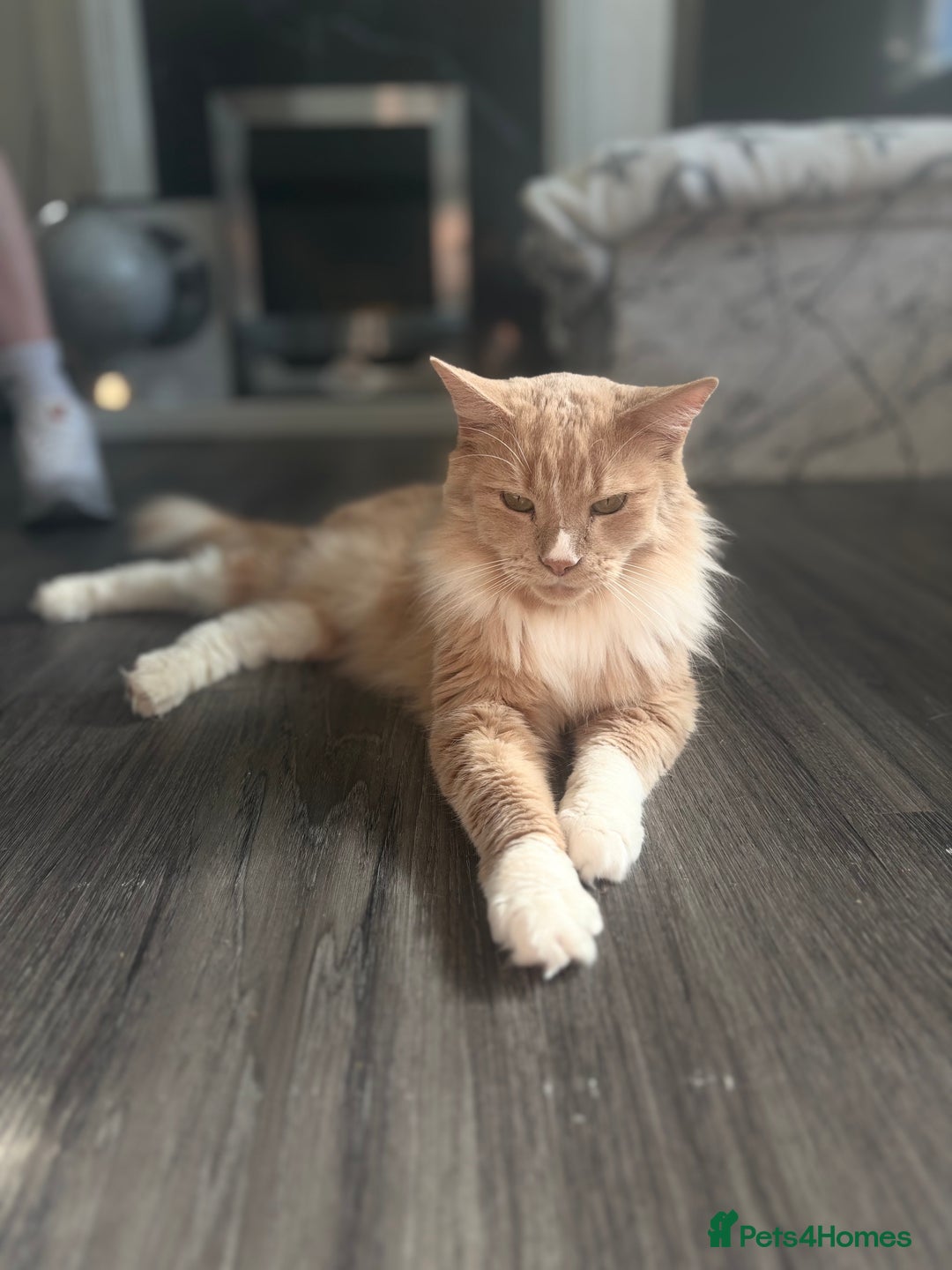 Norwegian Forest Cat cats for sale: Norwegian forest kittens  - Image 3
