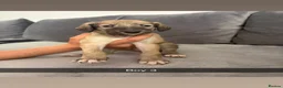 Saluki dogs for sale: Saluki - Advert 7