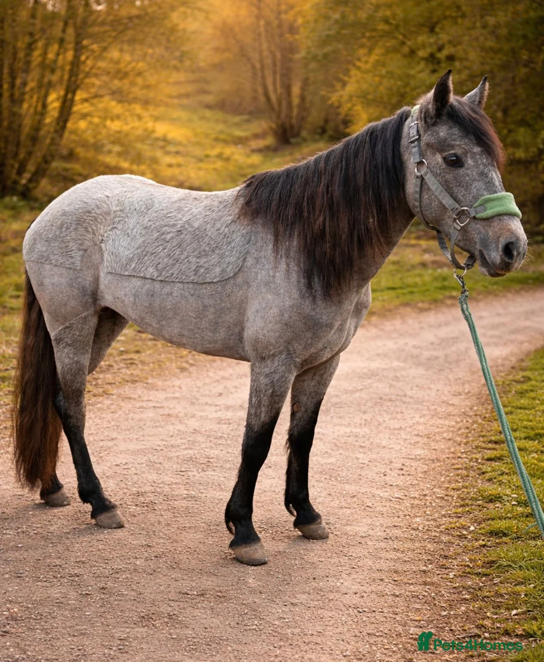 Connemara horses for sale: Poppy  - Advert 2