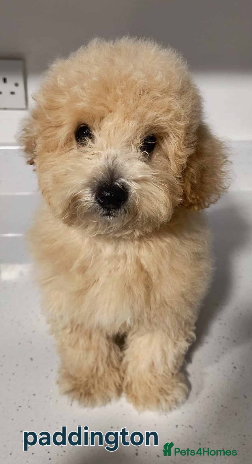Poochon dogs Poochon - Advert 2