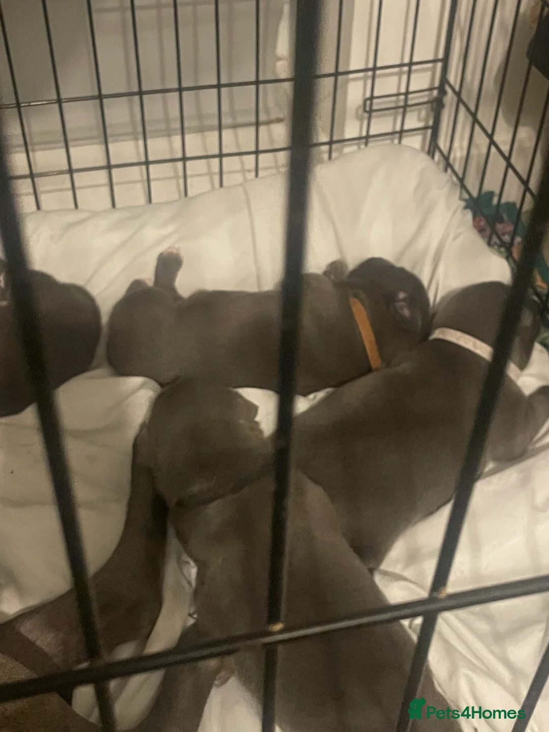 Staffordshire Bull Terrier dogs for sale: Blue staffie puppies   - Advert 10