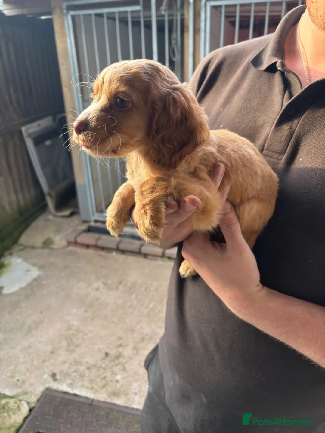 Cocker Spaniel dogs for sale: Cocker spaniels puppies  - Advert 2