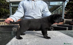 Labrador Retriever dogs for sale: Show chunky black Girls Available  - Image 5