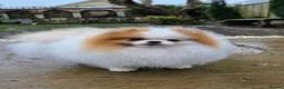 Pomeranian dogs for sale: High Quality Show Pomeranian puppies Champion Mum - Advert 26