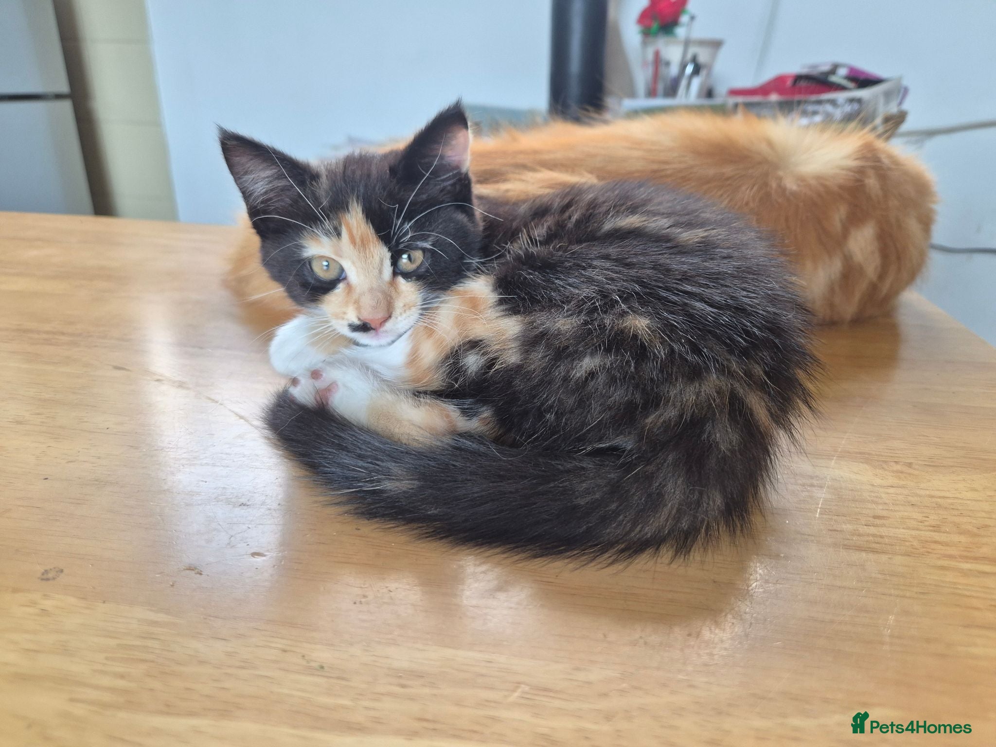 Mixed Breed cats Beautiful Fluffy Kittens - Advert 2