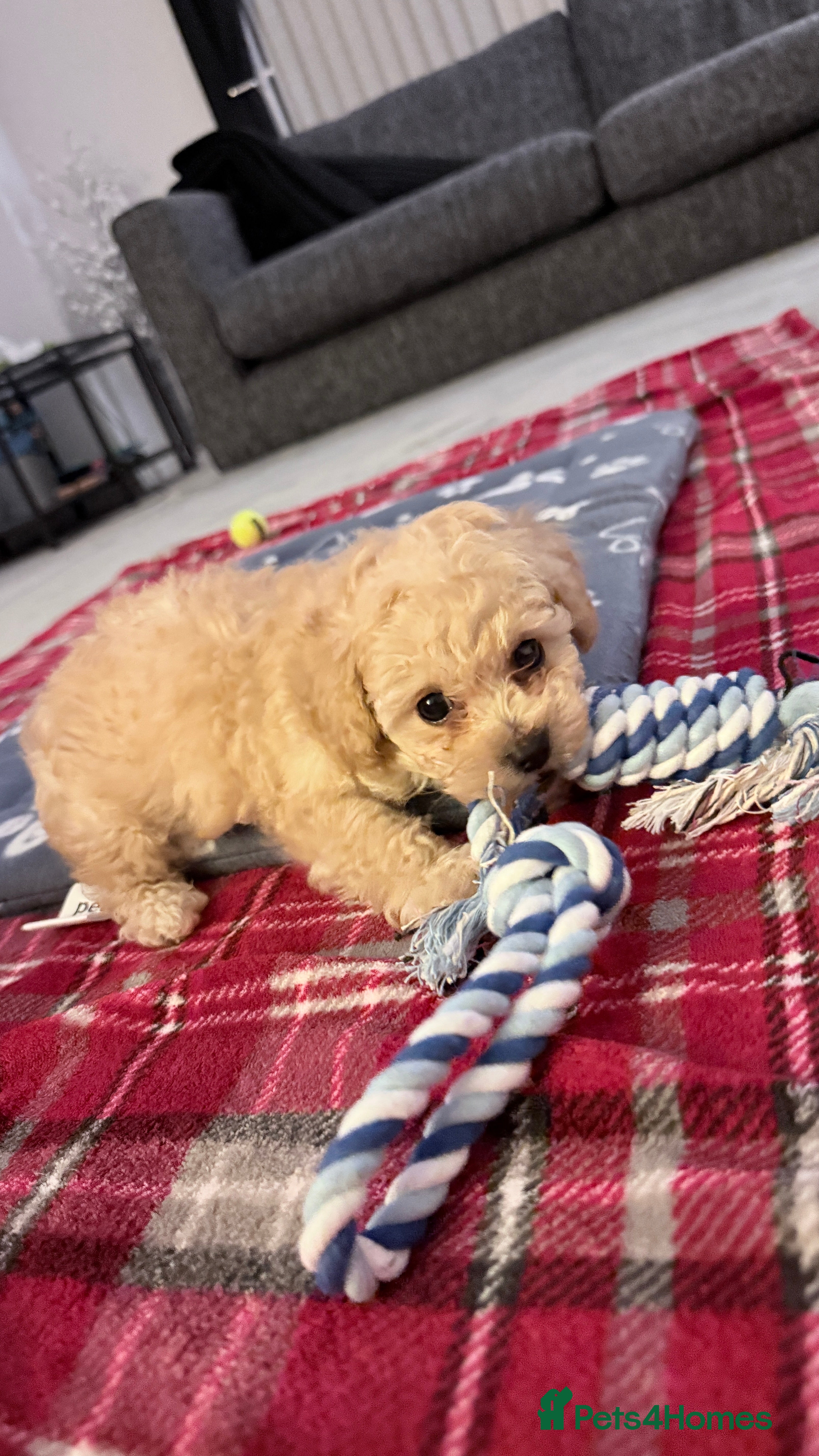 Cavapoo dogs F2B Male Toy Cavapoo Ready to Leave - Advert 3