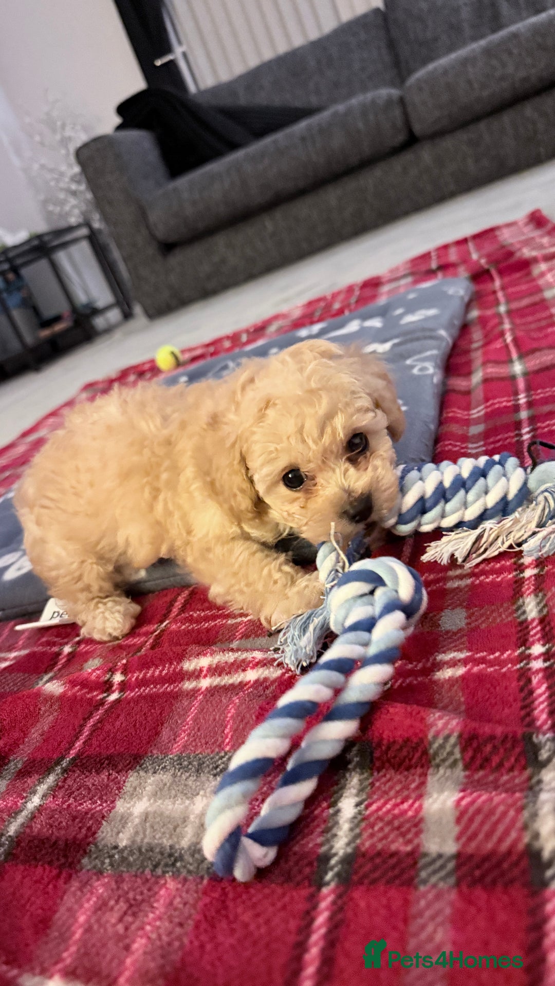 Cavapoo dogs for sale: F2B Male Toy Cavapoo Ready to Leave - Advert 1