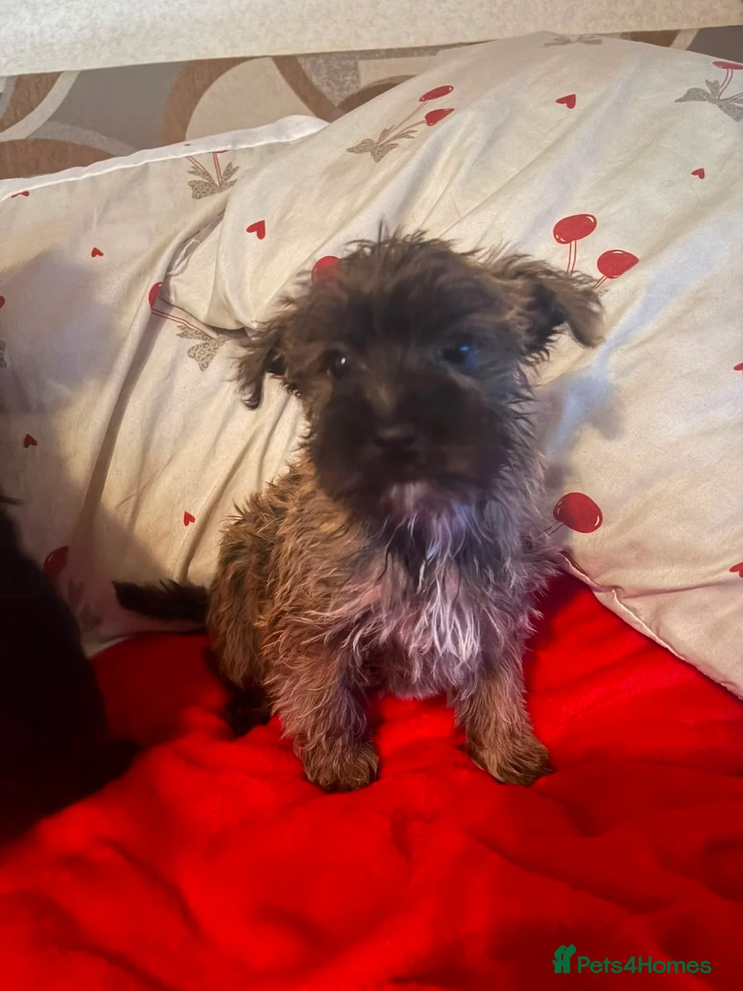 Yorkiepoo dogs for sale: 🐾 Yorkiepoo Puppies For Sale 🐾 - Advert 2