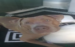 Presa Canario dogs for sale: 12 month old presa carnario - Image 1