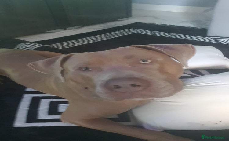 Presa Canario dogs - Advert 13