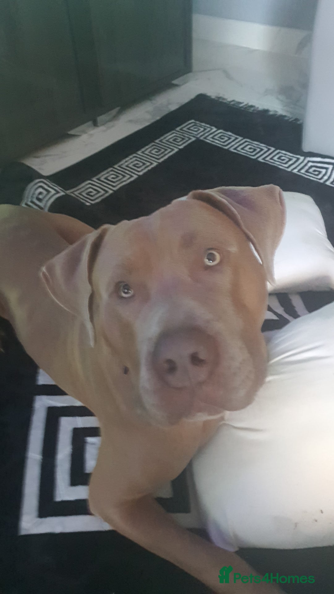 Presa Canario dogs for sale: 12 month old presa carnario - Image 1