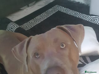 Presa Canario dogs - Advert 2