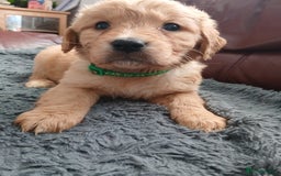 Golden Retriever dogs for sale: 🐾 Golden Retriever Puppies – Ready Soon! 🐾 - Image 33