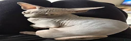 Sphynx cats for sale: Sphynx girls for sale  - Advert 8