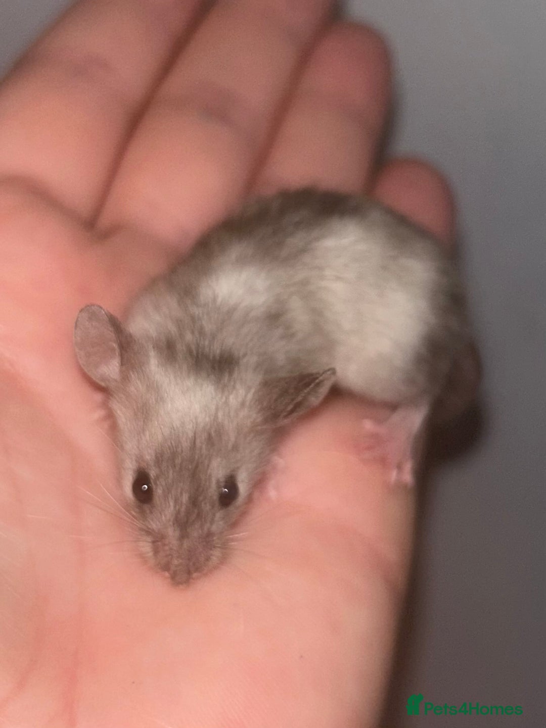 Mouse rodents for sale: Fancy mice 3 boys available  - Image 13