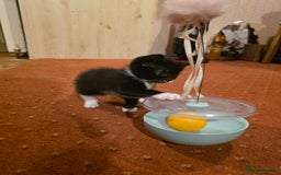 British Longhair cats for sale: 3 beautiful playful kittens  - Advert 6