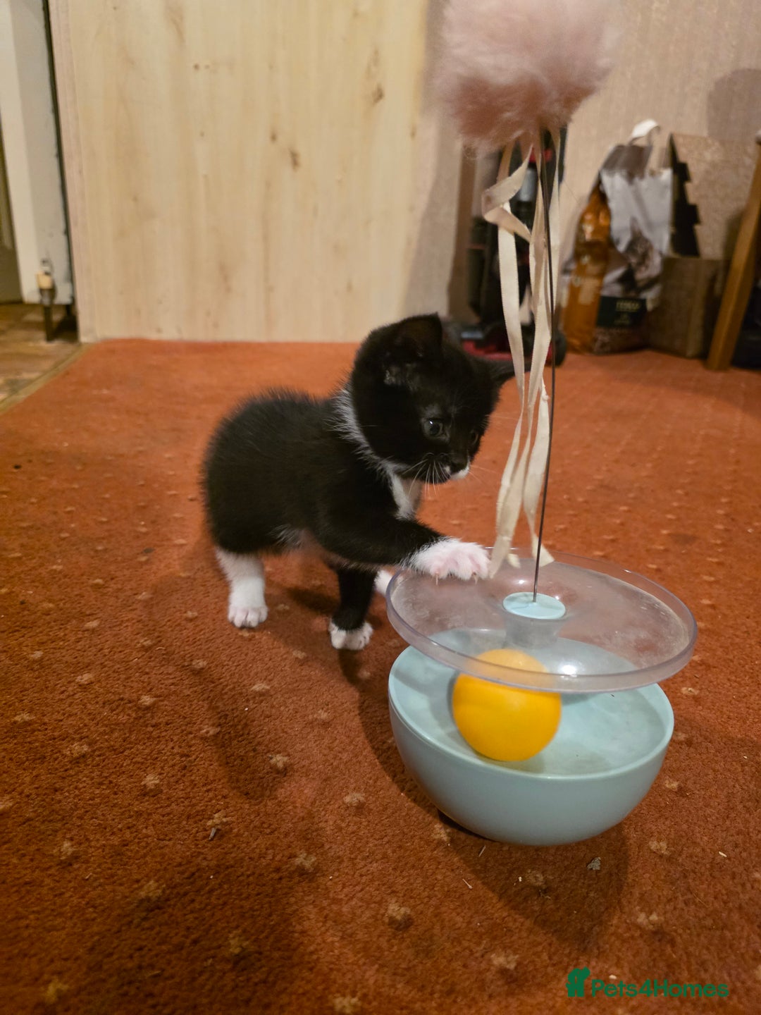 British Longhair cats for sale: 3 beautiful playful kittens  - Advert 6