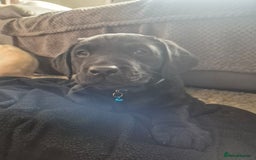 Labrador Retriever dogs for sale: Labrador  - Image 2