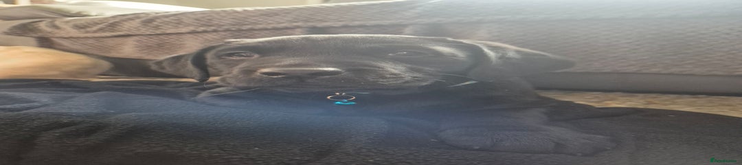 Labrador Retriever Puppy 1