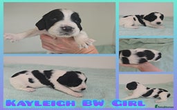 English Springer Spaniel dogs for sale: ⭐️ Ready Stunning KC DNA Vetted, home Ess Pups ⭐️ - Image 22