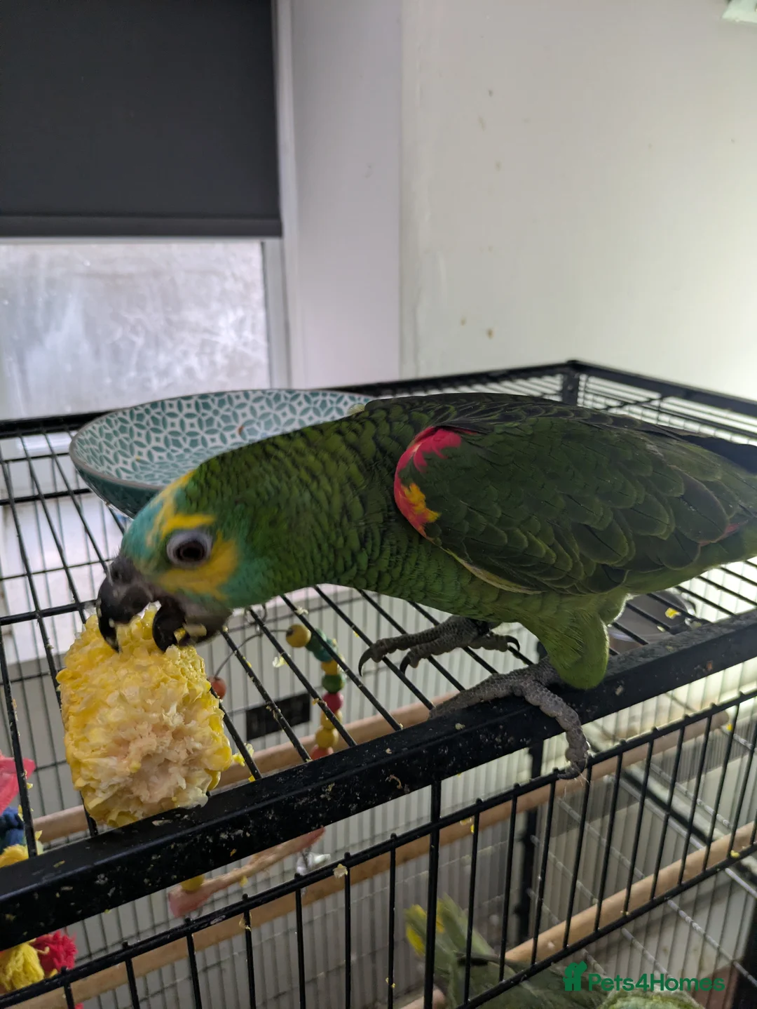 Parrots birds for sale: Hand reared super friendly blue fronted Amazons  - Advert 12