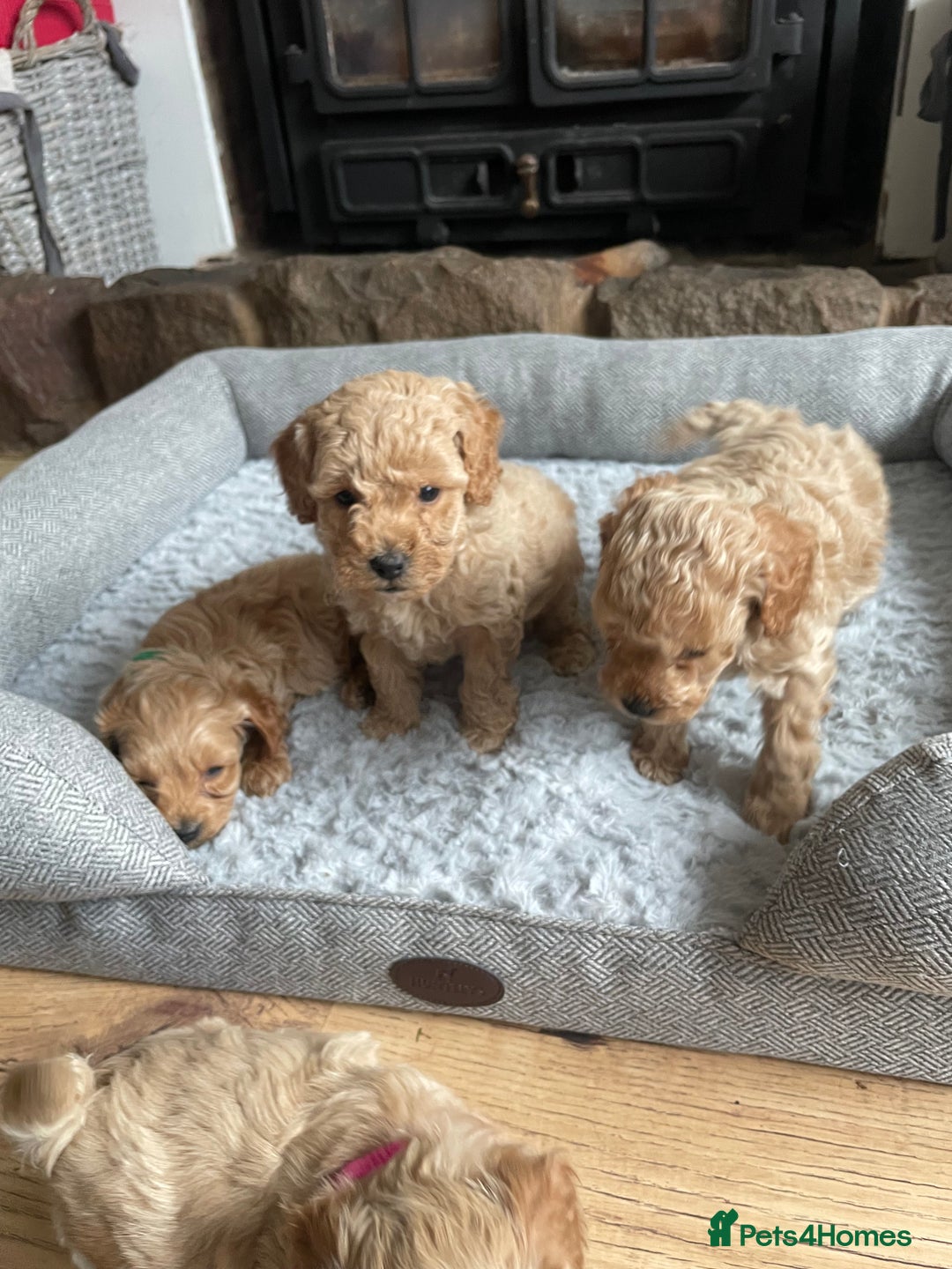 Cockapoo dogs for sale: F1B TOY COCKAPOO PUPPIES - Image 10