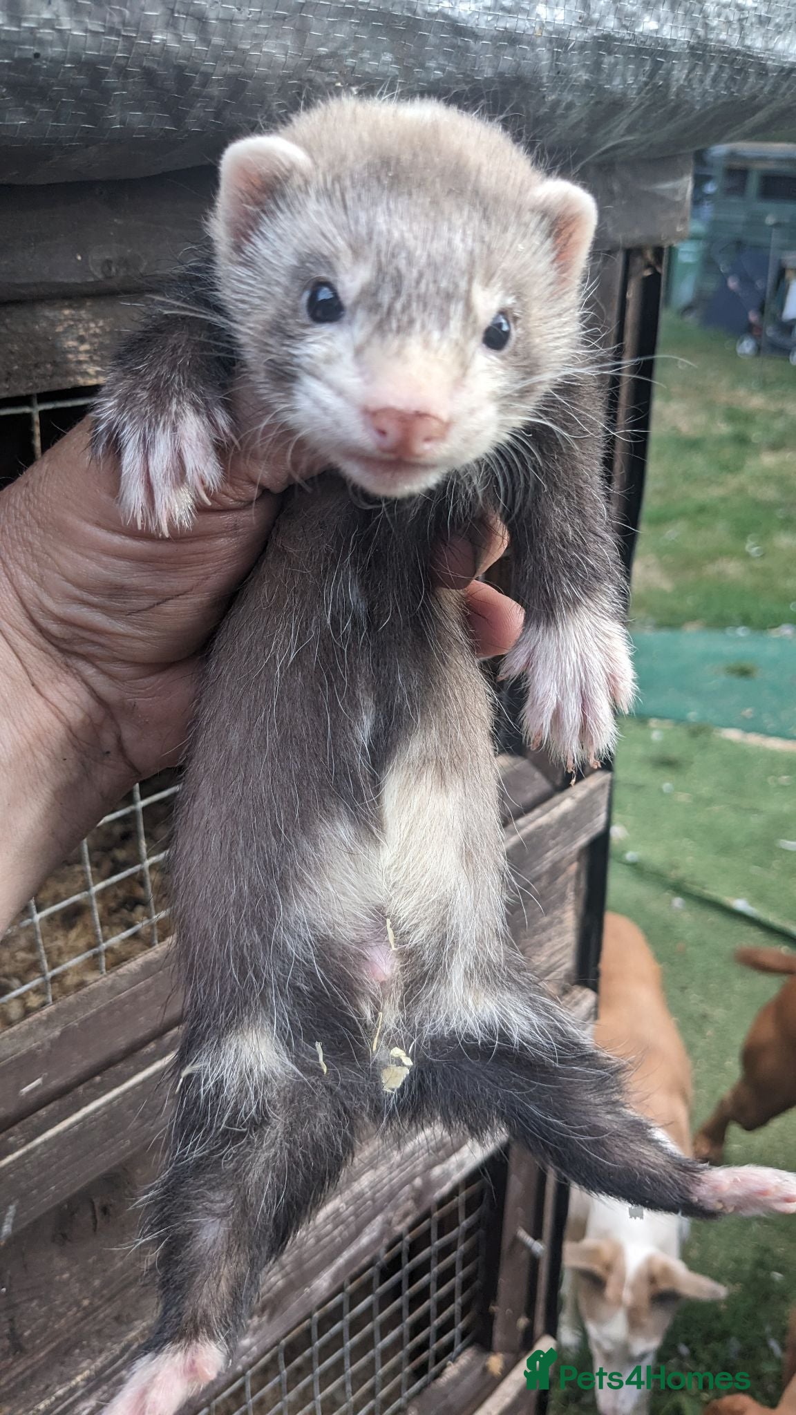 Ferret rodents Half micro and std ferrets  - Advert 3