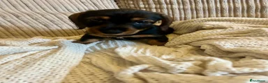 Miniature Dachshund Puppy 2