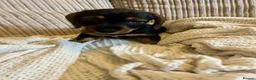 Miniature Dachshund dogs for sale: Miniature smooth hair x wire hair  - Advert 18
