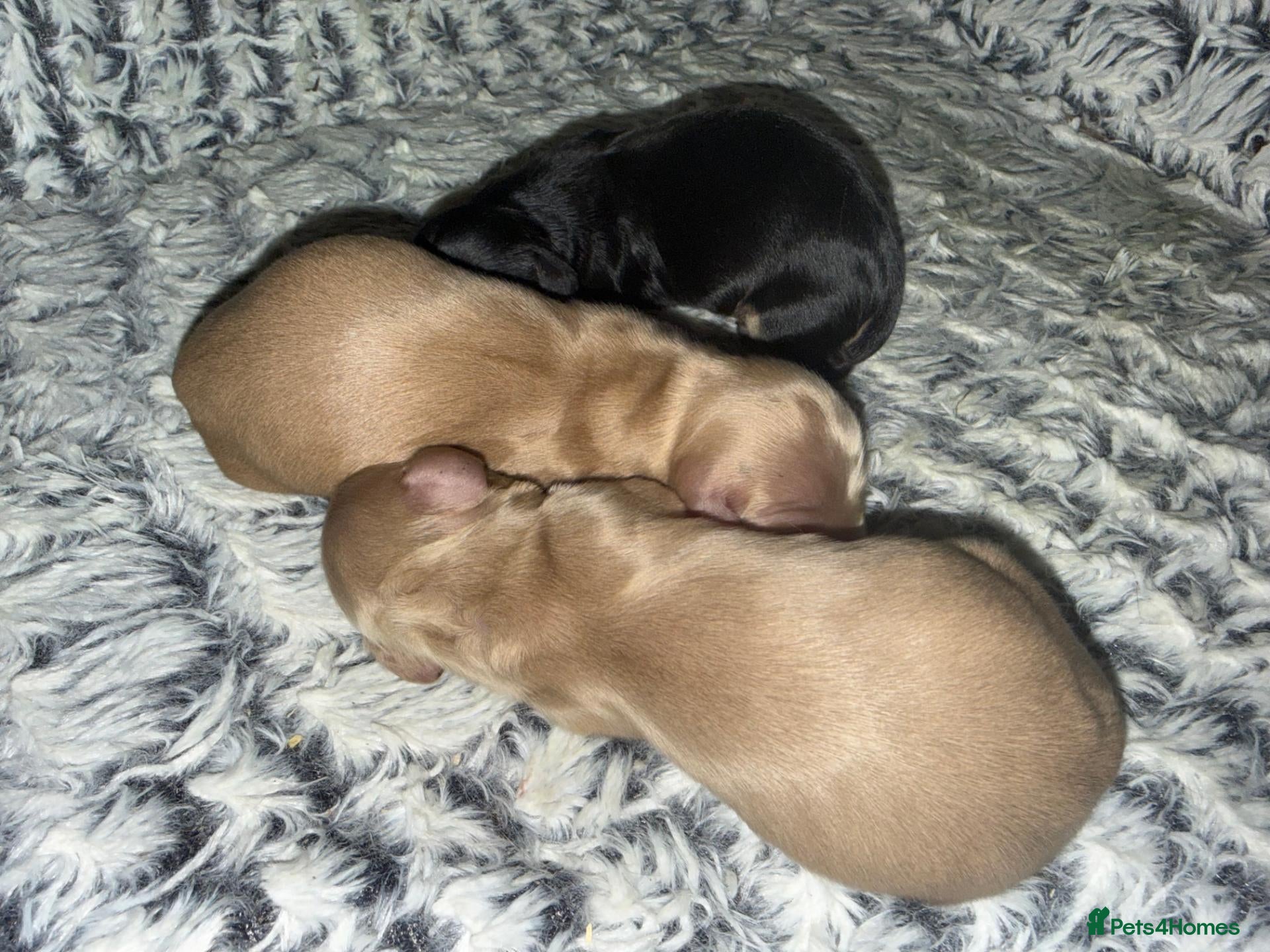 Miniature Dachshund dogs KC Reg PRA Clear Miniature Longhaired Dachshunds - Advert 18