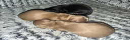 Miniature Dachshund dogs for sale: KC Reg PRA Clear Miniature Longhaired Dachshunds - Advert 1