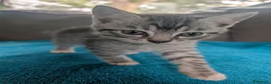 Girl kitten 2 