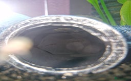 Plecos fish for sale: Baby Bristlenos Plecos - Image 9