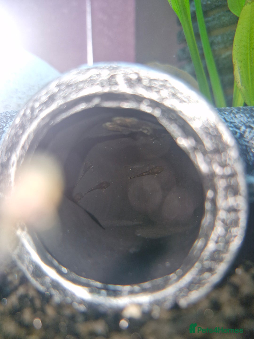 Plecos fish for sale: Baby Bristlenos Plecos - Image 9