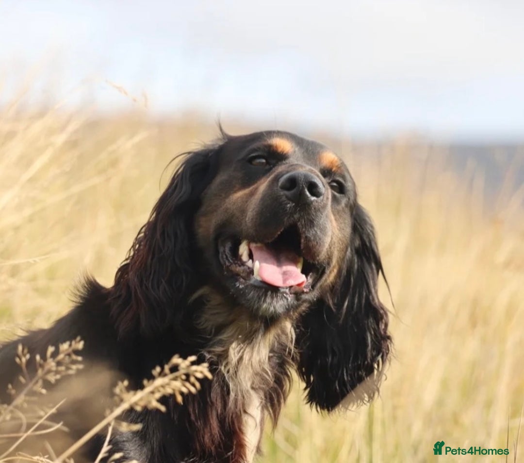 Cocker Spaniel dogs for sale: Working cocker spaniel pups due on 19th November - Image 8