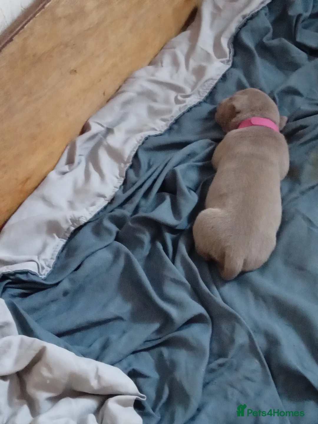 American Bully dogs for sale: American pocket bully pups - Advert 2