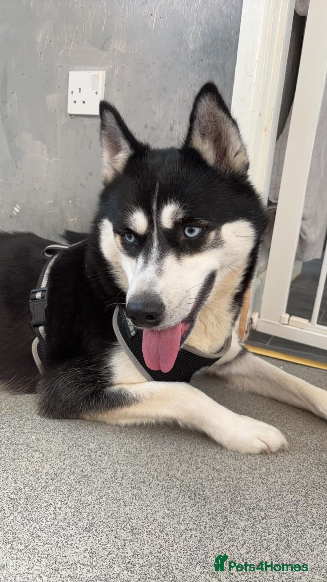 Siberian Husky dogs 4 year old Female Husky - Advert 5