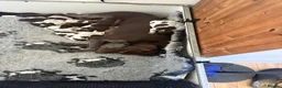 German Shorthaired Pointer dogs for sale: German shorthaired pointer pups  - Advert 6