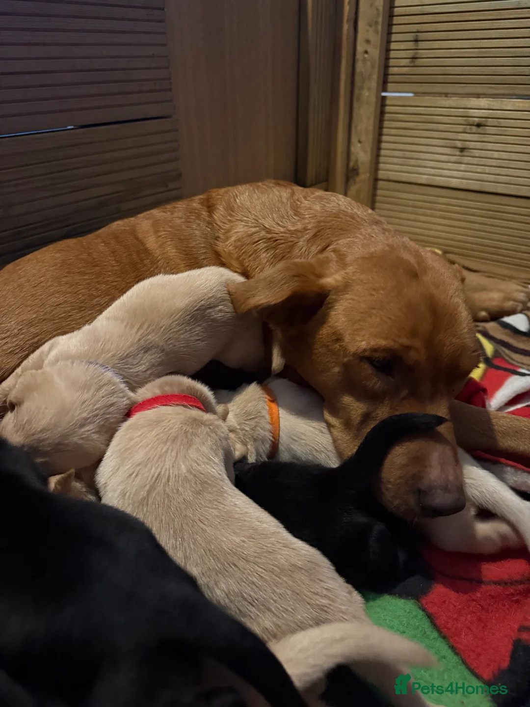 Labrador Retriever dogs for sale: KC registered black, yellow & red labradors  - Advert 5