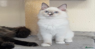 Ragdoll cats - Advert 13