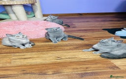 Scottish Fold cats for sale: Beautiful litter of Scottish fold  😍 - Image 22