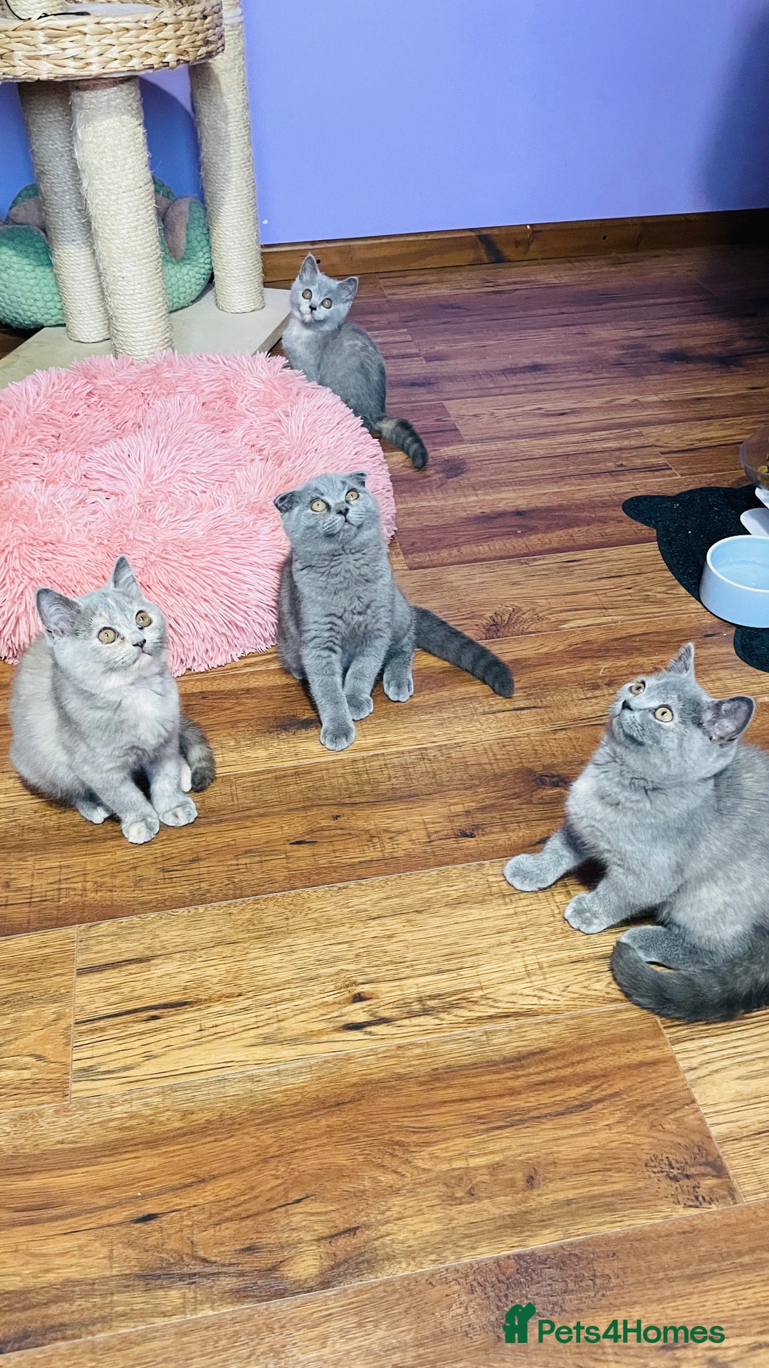 Scottish Fold cats for sale: Beautiful litter of Scottish fold  😍 - Image 22