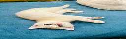 Scottish Fold cats for sale:  Kittens Ready for Their Forever Homes - Advert 13