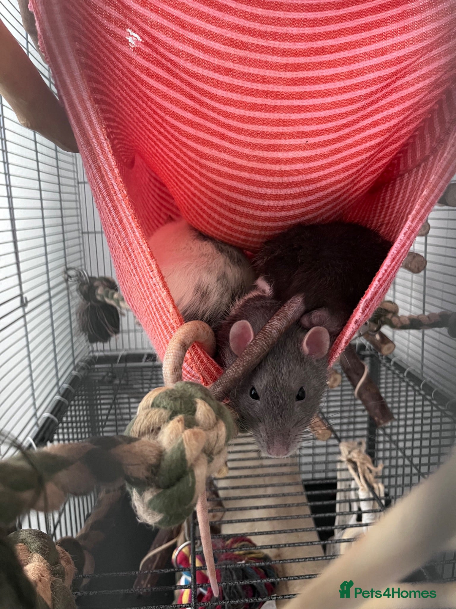 Rat rodents Male Fancy rat x dumbo rats - Advert 7