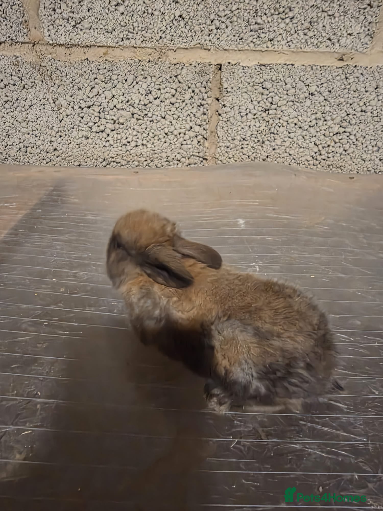 Mixed Breed rabbits Mixed breed baby Rabbits for sale 8 weeks old - Advert 2