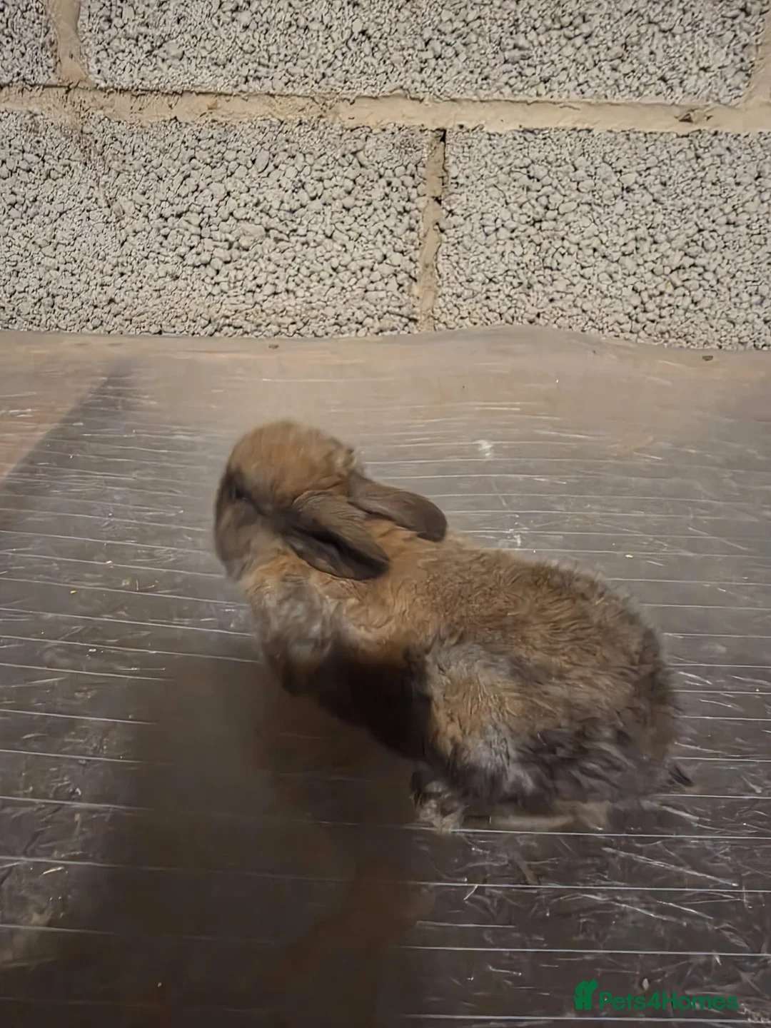 Mixed Breed rabbits for sale: Mixed breed baby Rabbits for sale 8 weeks old - Advert 2