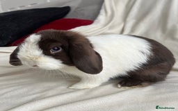 Mini Lop rabbits for sale: 2 Mini Lop Bunnies for £100 - Image 6