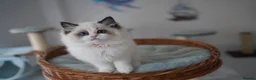 Ragdoll cats for sale: TICA registered kitten  - Advert 4