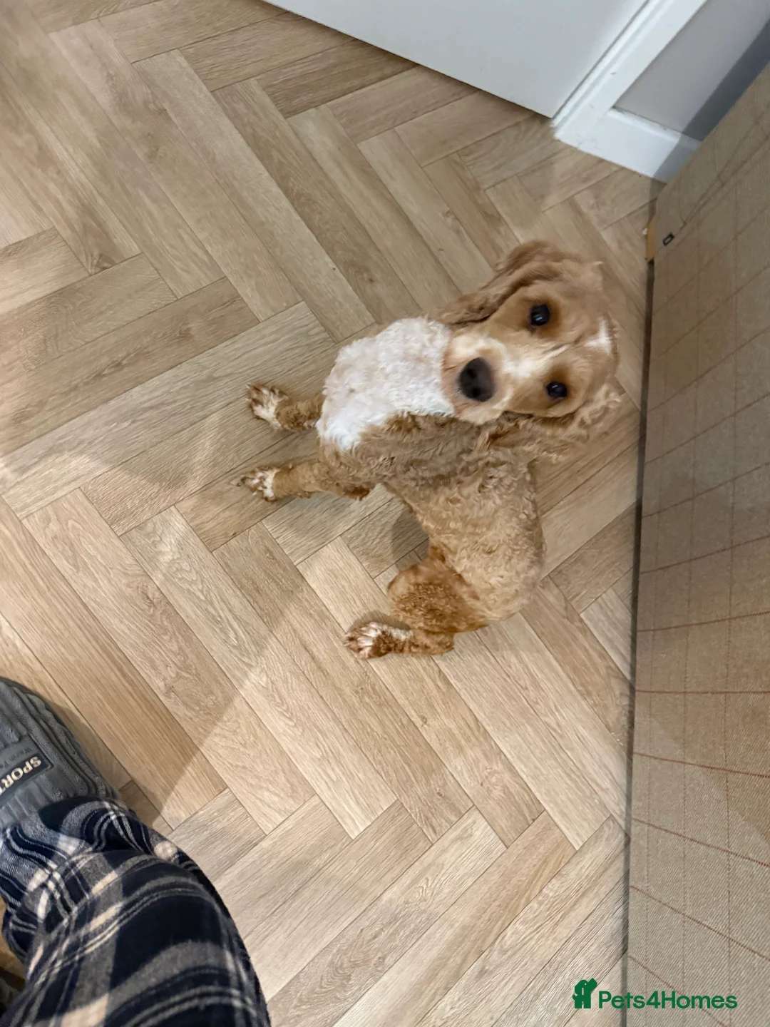 Cockapoo dogs for sale: Lola the cockapoo - Advert 3